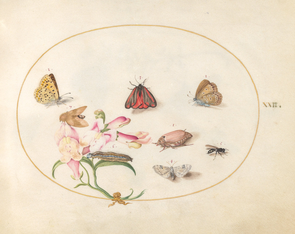Animalia Rationalia et Insecta (Ignis):  Plate XXII by Joris Hoefnagel (Flemish, 1542 - 1600), 16X12"(A3)Poster Print