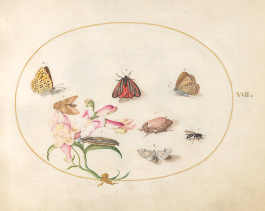 Animalia Rationalia et Insecta (Ignis):  Plate XXII by Joris Hoefnagel (Flemish, 1542 - 1600), 16X12"(A3)Poster Print