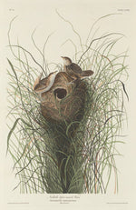 Nuttall's Lesser Marsh Wren by Robert Havell after John James Audubon (American, 1793 - 1878), 16X12"(A3)Poster Print