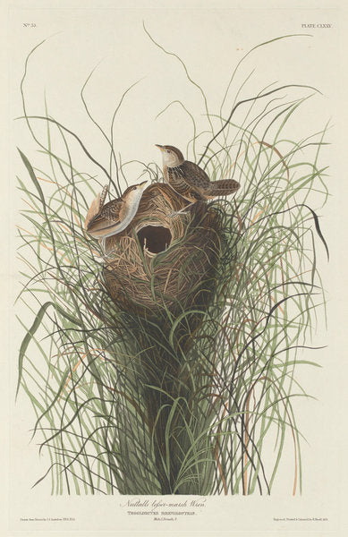 Nuttall's Lesser Marsh Wren by Robert Havell after John James Audubon (American, 1793 - 1878), 16X12