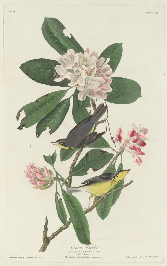 Canada Warbler by Robert Havell after John James Audubon (American, 1793 - 1878), 16X12