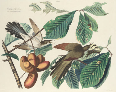 Yellow-billed Cuckoo by William Home Lizars after John James Audubon (Scottish, 1788 - 1859), 16X12"(A3)Poster Print