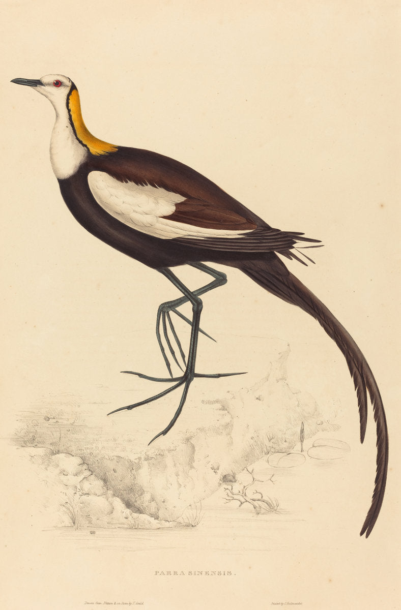 Parra Sinensis (Pheasant-Tailed Jacana) by Elizabeth Gould (British, 1804 - 1841), 16X12"(A3)Poster Print