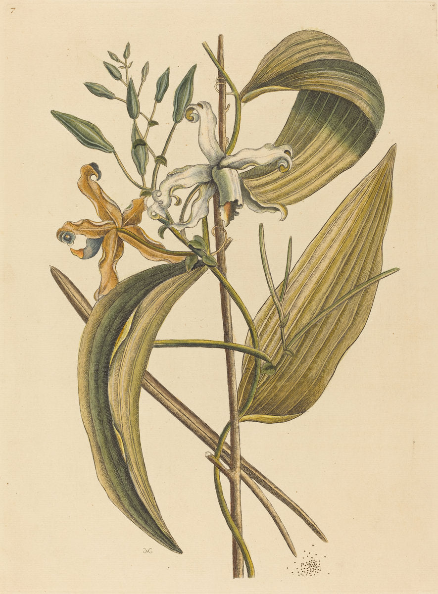 The Vanelloe (Epidendrum Vanilla) by Mark Catesby (English, 1679 - 1749), 16X12"(A3)Poster Print