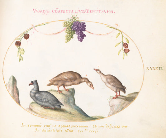Animalia Volatilia et Amphibia (Aier): Plate XLII by Joris Hoefnagel (Flemish, 1542 - 1600), 16X12"(A3)Poster Print