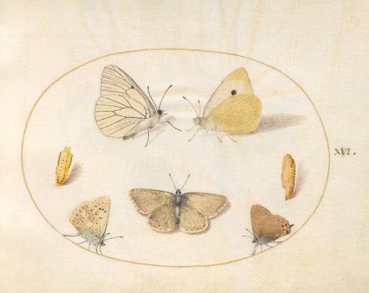 Animalia Rationalia et Insecta (Ignis):  Plate XVI by Joris Hoefnagel (Flemish, 1542 - 1600), 16X12"(A3)Poster Print