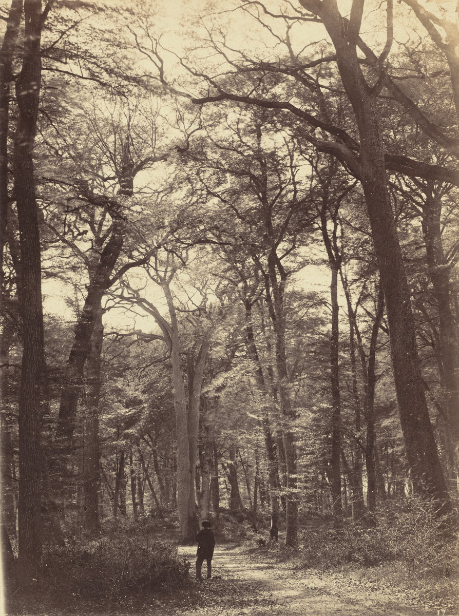Forest Scene by Constant Alexandre Famin (French, 1827 - 1888), 16X12"(A3)Poster Print