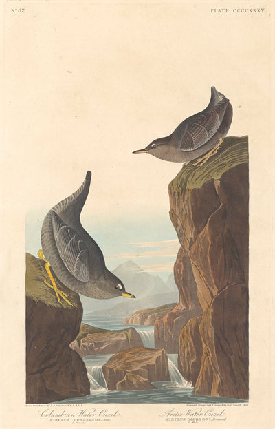 Columbian Water Ouzel and Arctic Water Ouzel by Robert Havell after John James Audubon (American, born England, 1793 - 1878), 16X12"(A3)Poster Print