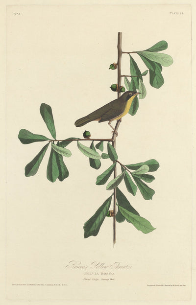 Roscoe's Yellow Throat by Robert Havell after John James Audubon (American, 1793 - 1878), 16X12"(A3)Poster Print