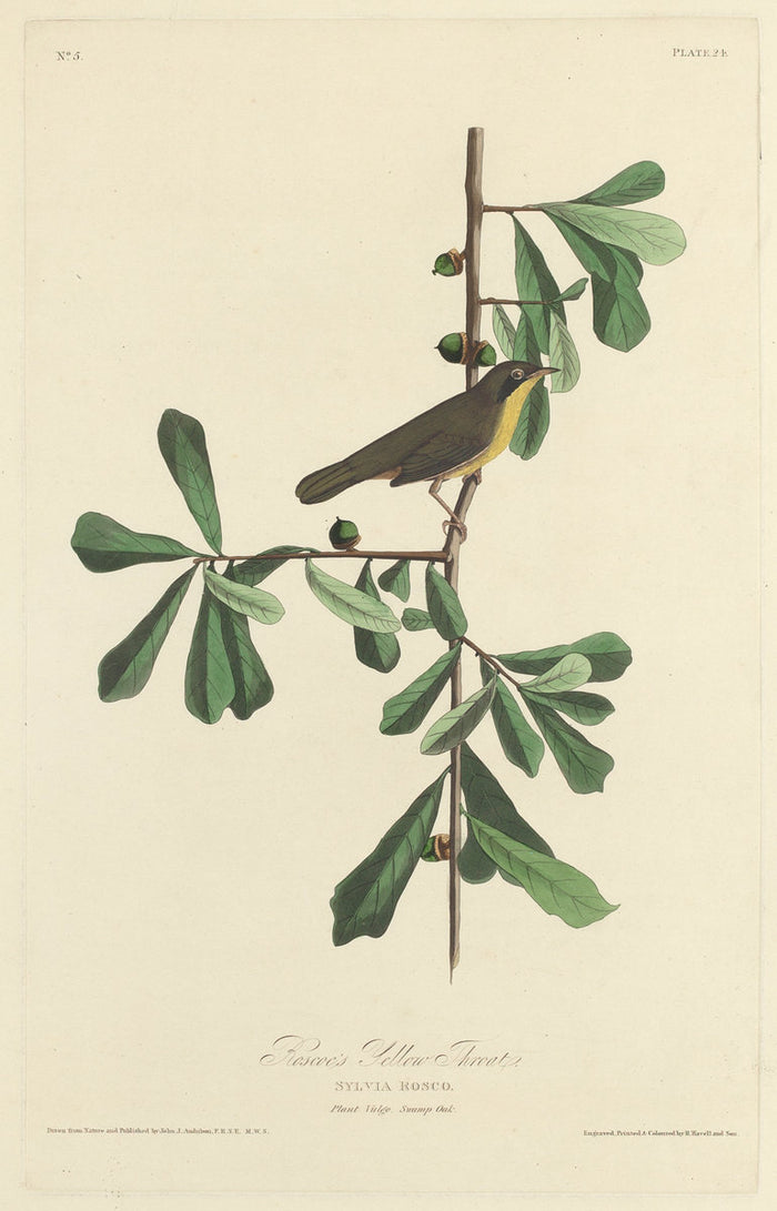 Roscoe's Yellow Throat by Robert Havell after John James Audubon (American, 1793 - 1878), 16X12