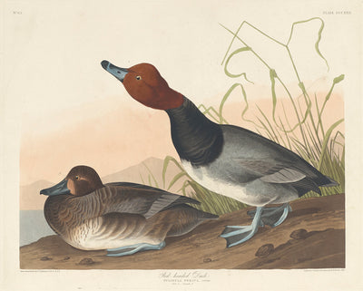 Red-Headed Duck by Robert Havell after John James Audubon (American, 1793 - 1878), 16X12"(A3)Poster Print