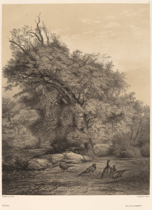 Faisans by Karl Bodmer (Swiss, 1809 - 1893), 16X12"(A3)Poster Print