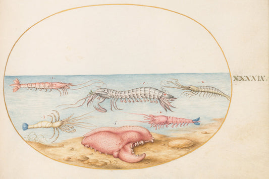 Animalia Aqvatilia et Cochiliata (Aqva): Plate XLIX by Joris Hoefnagel (Flemish, 1542 - 1600), 16X12"(A3)Poster Print