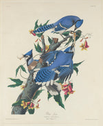 Blue Jay by Robert Havell after John James Audubon (American, 1793 - 1878), 16X12"(A3)Poster Print