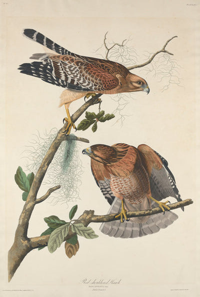 Red-shouldered Hawk by Robert Havell after John James Audubon (American, 1793 - 1878), 16X12"(A3)Poster Print