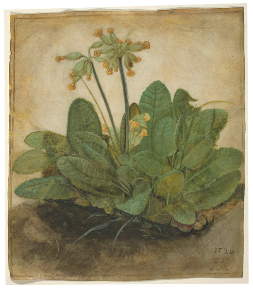 Tuft of Cowslips by Albrecht Dürer (German, 1471 - 1528), 16X12"(A3)Poster Print