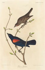 Prairie Starling by Robert Havell after John James Audubon (American, 1793 - 1878), 16X12"(A3)Poster Print