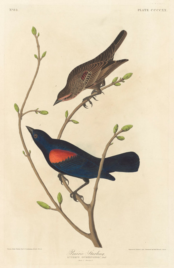 Prairie Starling by Robert Havell after John James Audubon (American, 1793 - 1878), 16X12