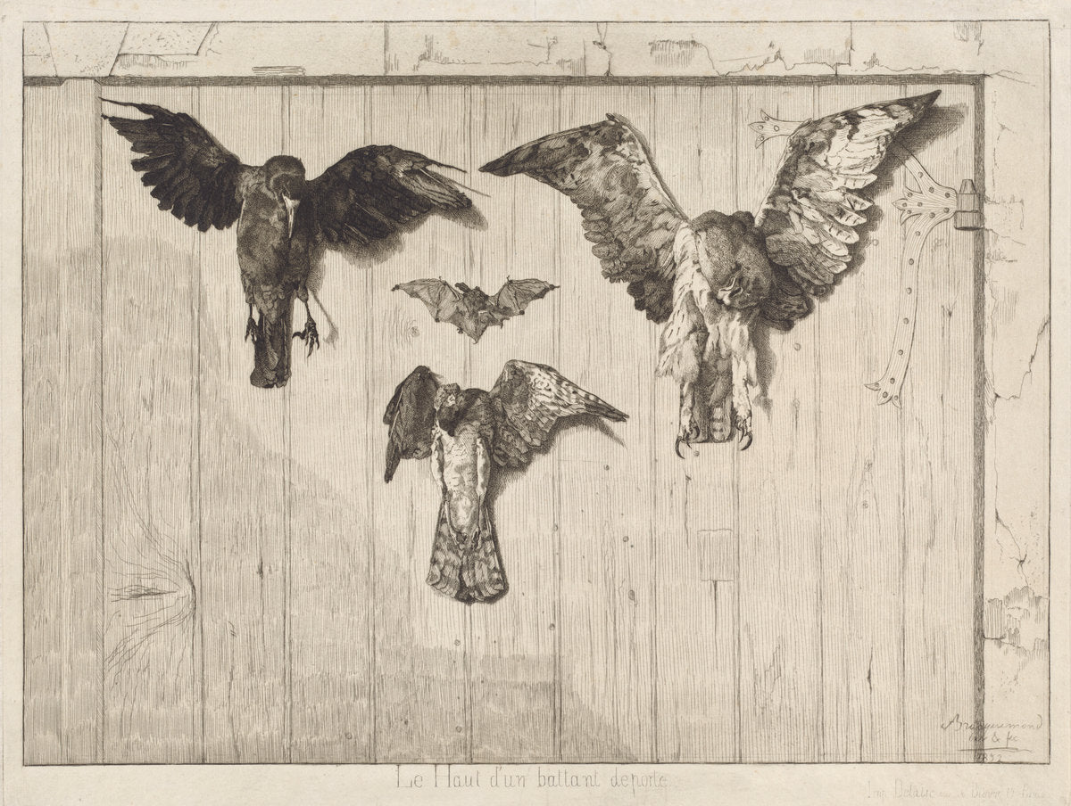 Birds Nailed to a Barn Door (Le haut d'un battant de porte) by Félix Bracquemond (French, 1833 - 1914), 16X12"(A3)Poster Print