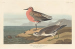 Red-breasted Sandpiper by Robert Havell after John James Audubon (American, 1793 - 1878), 16X12"(A3)Poster Print