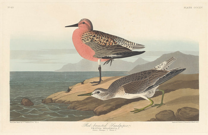 Red-breasted Sandpiper by Robert Havell after John James Audubon (American, 1793 - 1878), 16X12