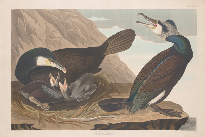 Common Cormorant by Robert Havell after John James Audubon (American, 1793 - 1878), 16X12