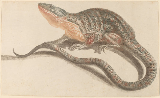 Lizard by Workshop of Johann Teyler (Dutch, 1648 - after 1697), 16X12"(A3)Poster Print