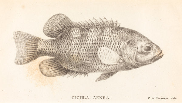 Cichla, Aenea by Charles Alexandre Lesueur (French, 1778 - 1846), 16X12"(A3)Poster Print