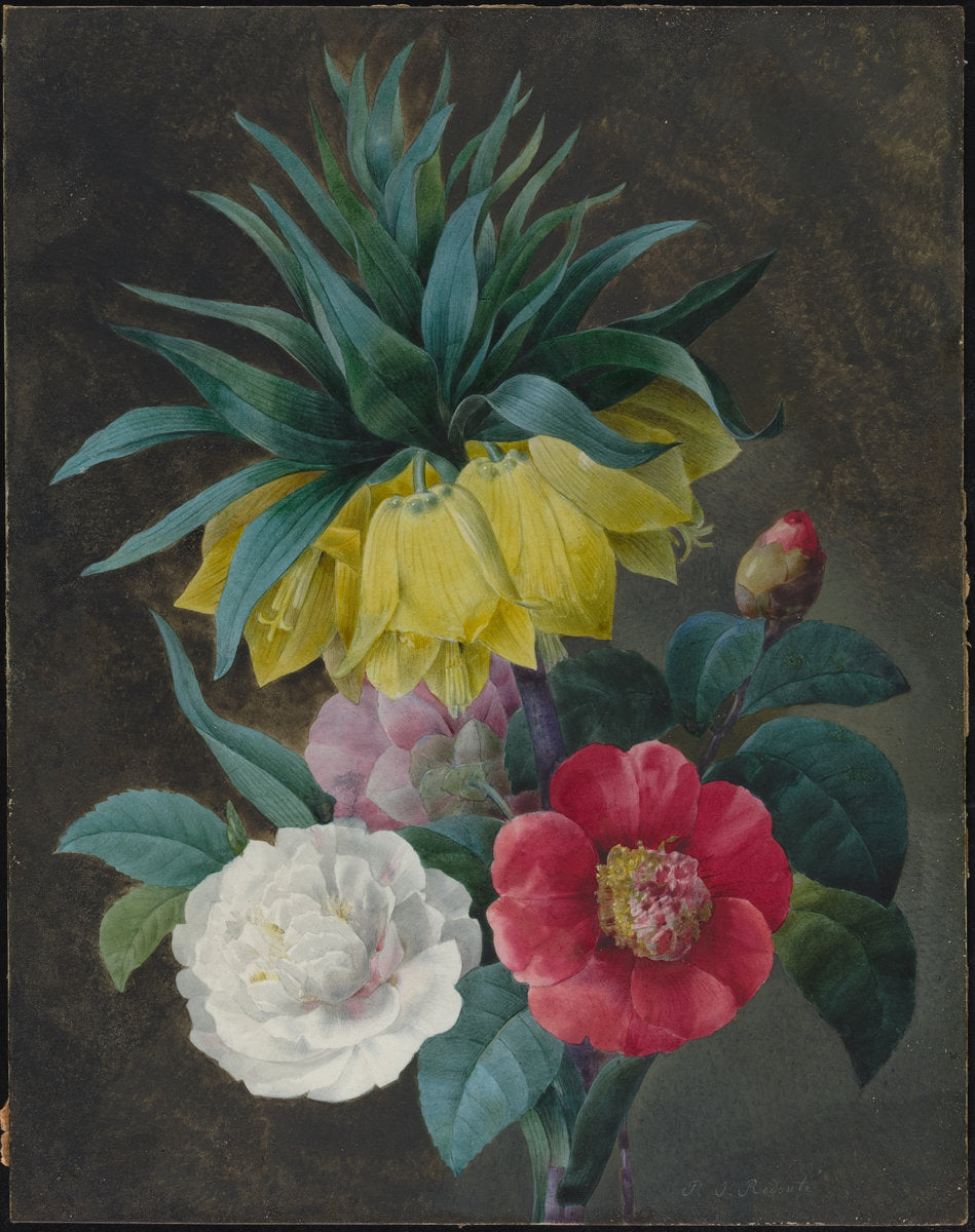 Four Peonies and a Crown Imperial by Pierre Joseph Redouté (French, 1759 - 1840), 16X12"(A3)Poster Print