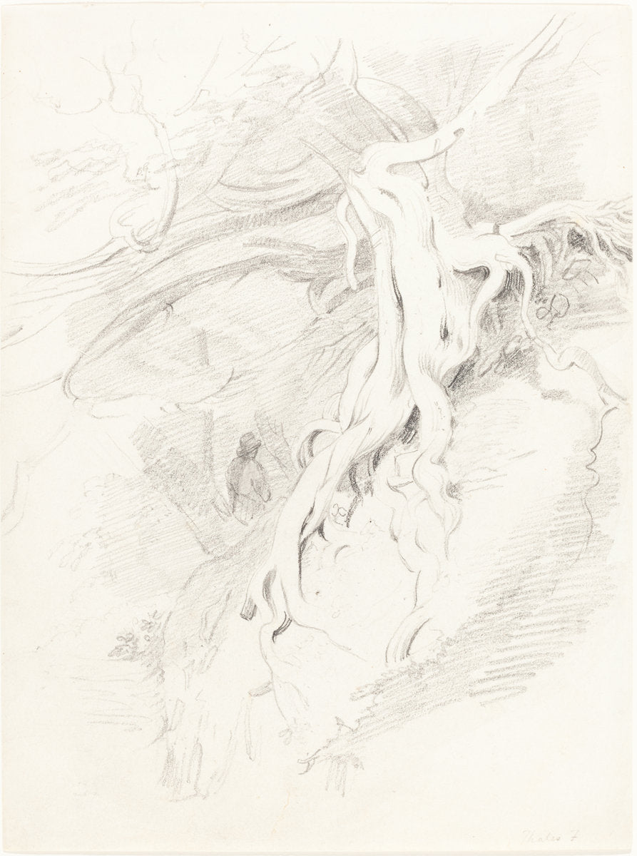 The Yew at Clifton by Thales Fielding (British, 1793 - 1837), 16X12"(A3)Poster Print