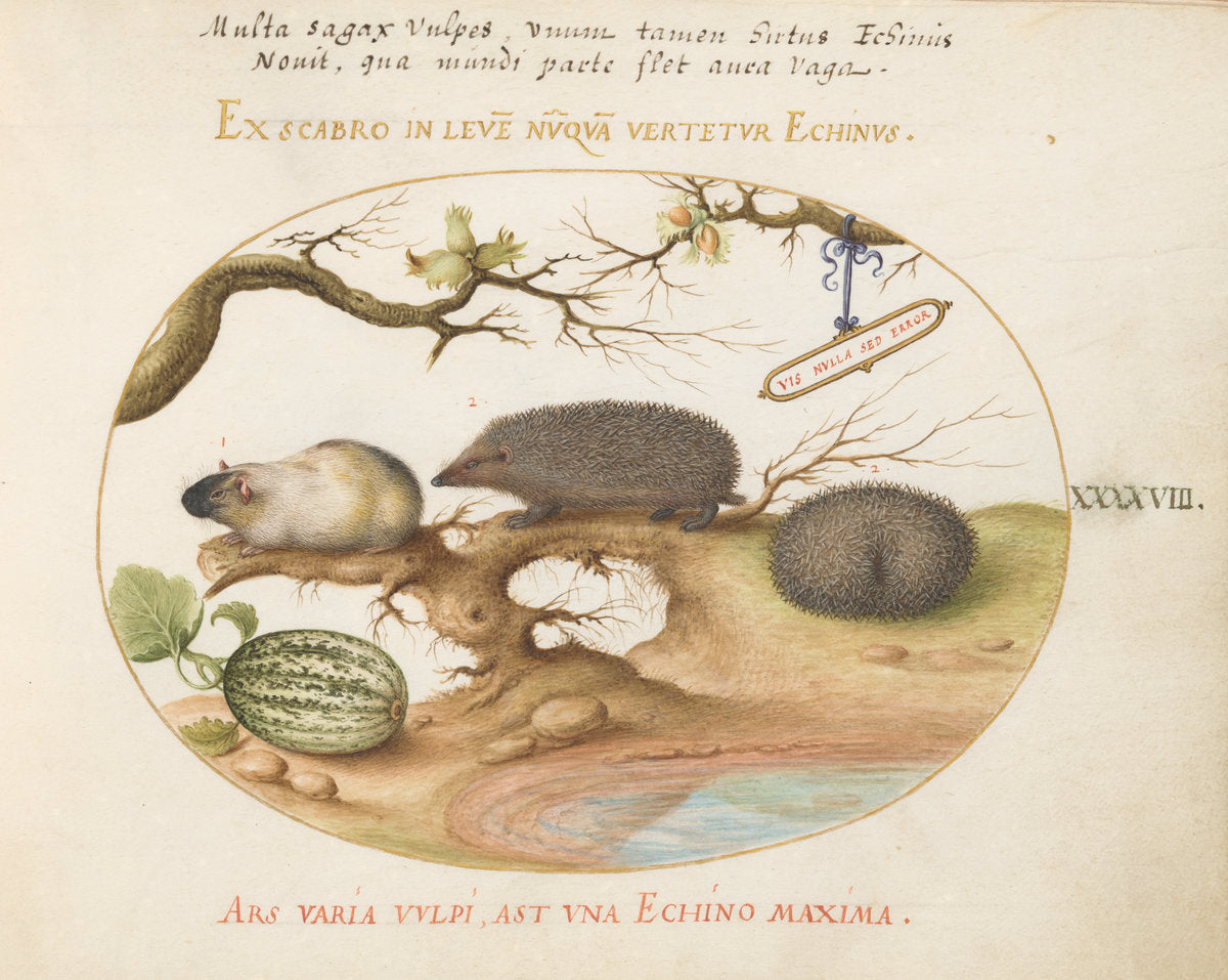 Animalia Qvadrvpedia et Reptilia (Terra): Plate XLVIII by Joris Hoefnagel (Flemish, 1542 - 1600), 16X12"(A3)Poster Print
