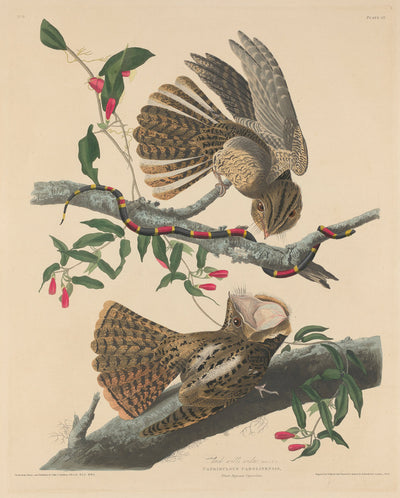 Chuck Will's Widow by Robert Havell after John James Audubon (American, 1793 - 1878), 16X12"(A3)Poster Print