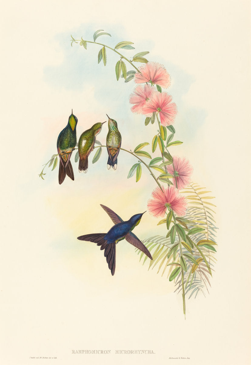Ramphomicron microrhyncha (Small-billed Thornbill) by John Gould and H.C. Richter (British, 1804 - 1881), 16X12"(A3)Poster Print