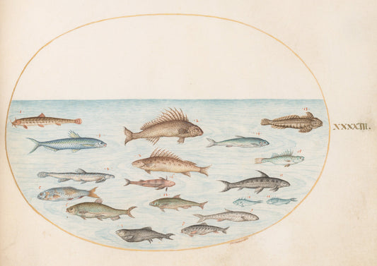 Animalia Aqvatilia et Cochiliata (Aqva): Plate XLIII by Joris Hoefnagel (Flemish, 1542 - 1600), 16X12"(A3)Poster Print