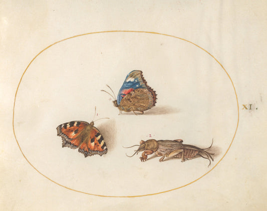 Animalia Rationalia et Insecta (Ignis):  Plate XI by Joris Hoefnagel (Flemish, 1542 - 1600), 16X12"(A3)Poster Print