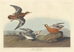 Red Phalarope by Robert Havell after John James Audubon (American, 1793 - 1878), 16X12"(A3)Poster Print