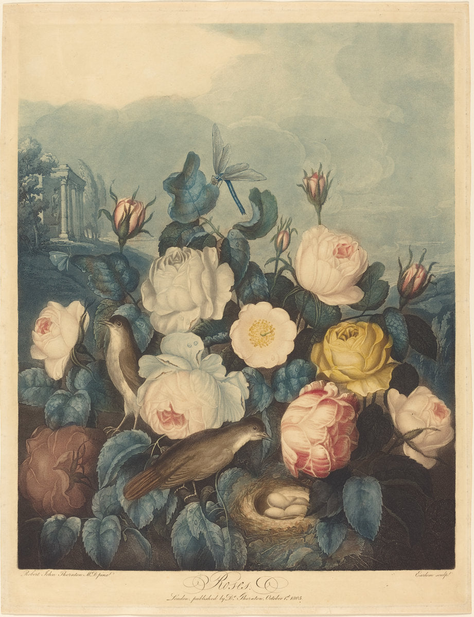 Roses by Richard Earlom after Dr. Robert John Thornton (British, 1743 - 1822), 16X12"(A3)Poster Print