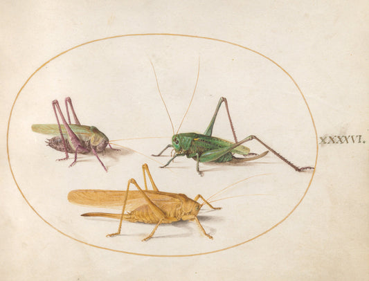 Animalia Rationalia et Insecta (Ignis):  Plate XLVI by Joris Hoefnagel (Flemish, 1542 - 1600), 16X12"(A3)Poster Print