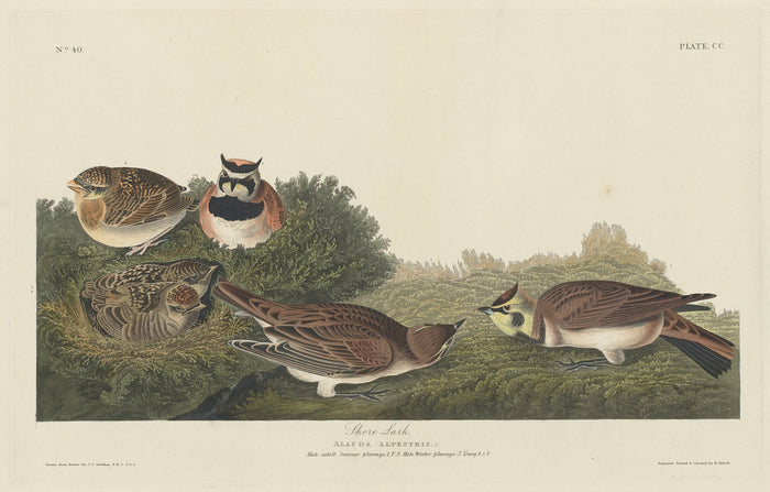 Shore Lark by Robert Havell after John James Audubon (American, 1793 - 1878), 16X12