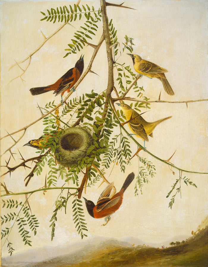 Orchard Oriole by Joseph Bartholomew Kidd, after John James Audubon (Scottish, 1808 - 1889), 16X12