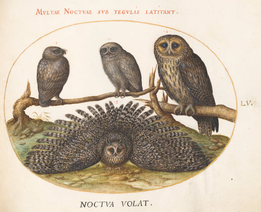 Animalia Volatilia et Amphibia (Aier): Plate LV by Joris Hoefnagel (Flemish, 1542 - 1600), 16X12"(A3)Poster Print