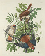 American Sparrow Hawk by Robert Havell after John James Audubon (American, 1793 - 1878), 16X12"(A3)Poster Print