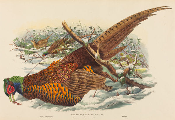 Phasianus colchicus (Ring-necked Pheasant) by John Gould and W. Hart (British, active 1851 - 1898), 16X12"(A3)Poster Print