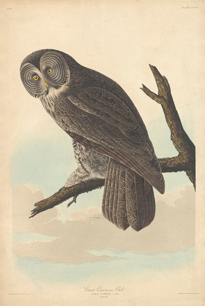 Great Cinereous Owl by Robert Havell after John James Audubon (American, 1793 - 1878), 16X12