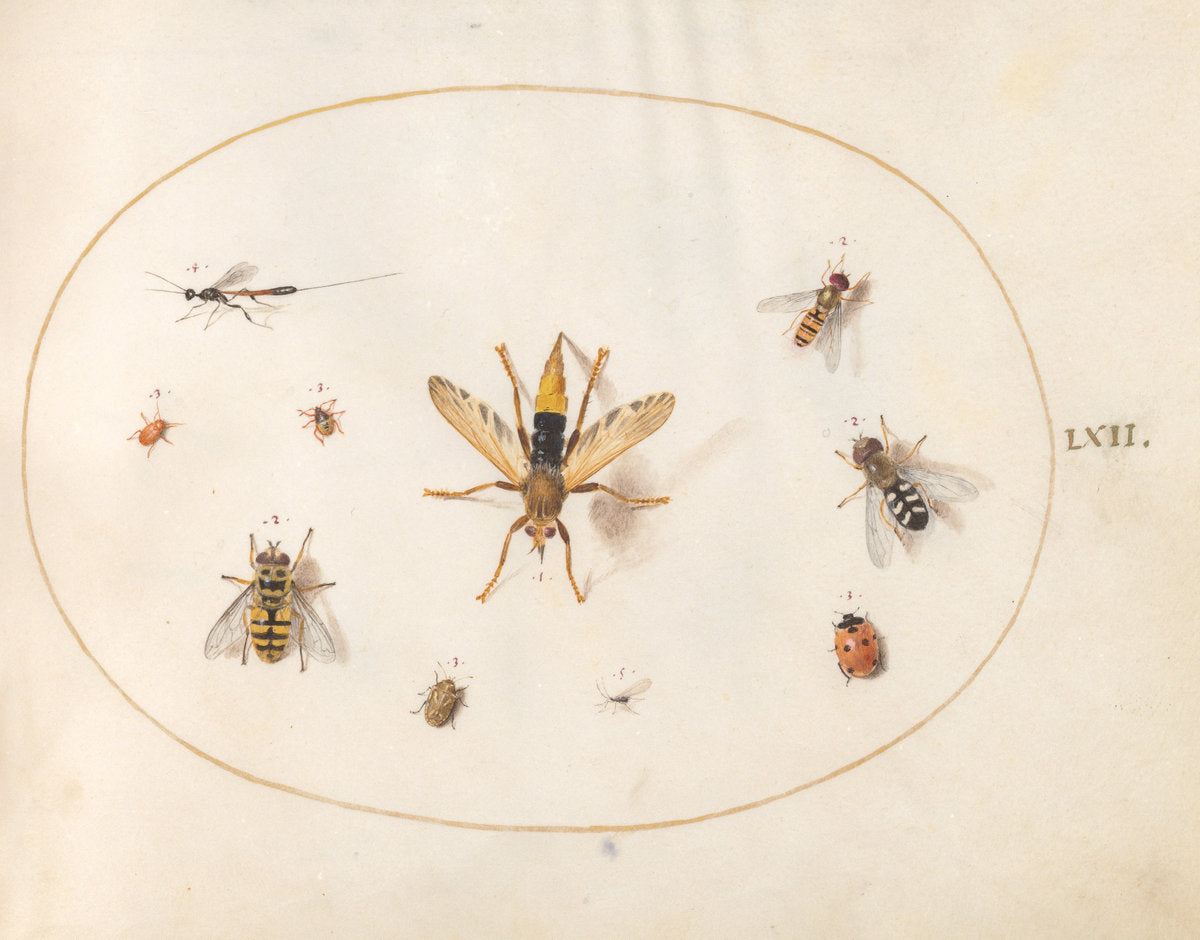 Animalia Rationalia et Insecta (Ignis):  Plate LXII by Joris Hoefnagel (Flemish, 1542 - 1600), 16X12"(A3)Poster Print