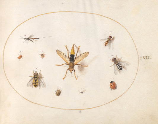 Animalia Rationalia et Insecta (Ignis):  Plate LXII by Joris Hoefnagel (Flemish, 1542 - 1600), 16X12"(A3)Poster Print