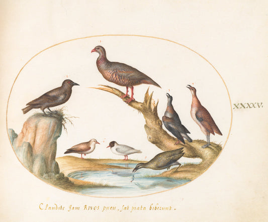 Animalia Volatilia et Amphibia (Aier): Plate XLV by Joris Hoefnagel (Flemish, 1542 - 1600), 16X12"(A3)Poster Print