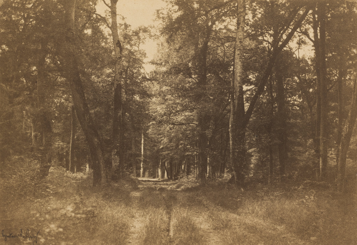 Bas-Bréau, Forest of Fontainebleau by Gustave Le Gray (French, 1820 - 1884), 16X12"(A3)Poster Print