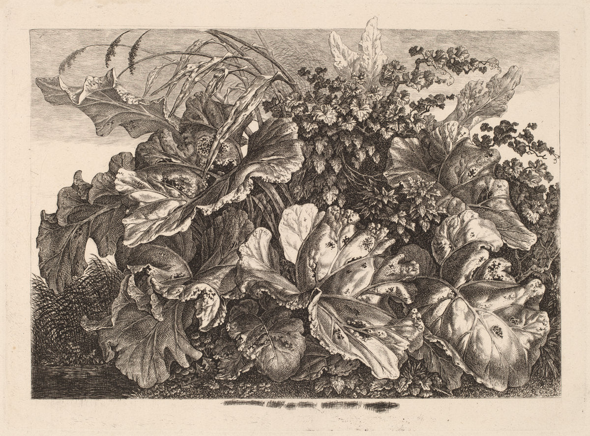 Foliage Study with Reed and Hops by Carl Wilhelm Kolbe (German, 1759 - 1835), 16X12"(A3)Poster Print