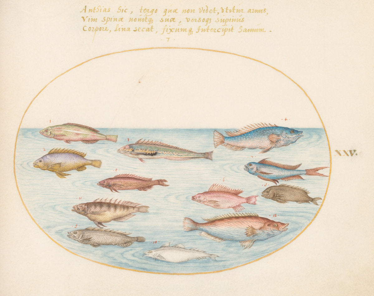 Animalia Aqvatilia et Cochiliata (Aqva): Plate XXV by Joris Hoefnagel (Flemish, 1542 - 1600), 16X12"(A3)Poster Print
